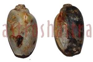 heera shankh